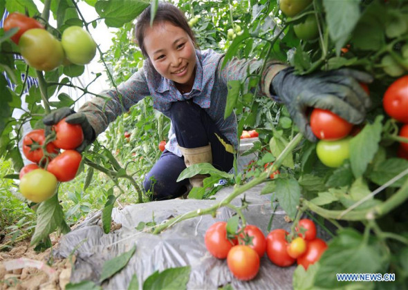 Summer Harvest in Southwest China's Guizhou