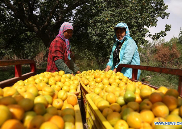 Farmers Harvest Apricots in NW China's Gansu